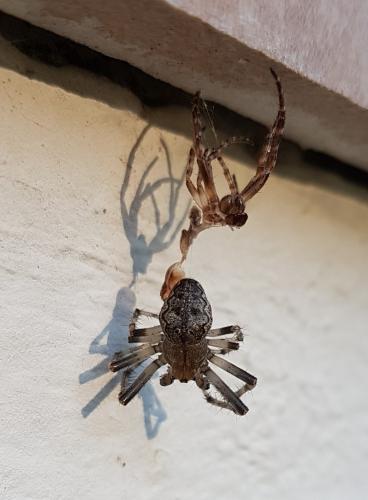Nuctenea umbratica